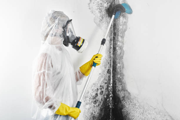 Best Crawl Space Mold Remediation  in Ruch, OR